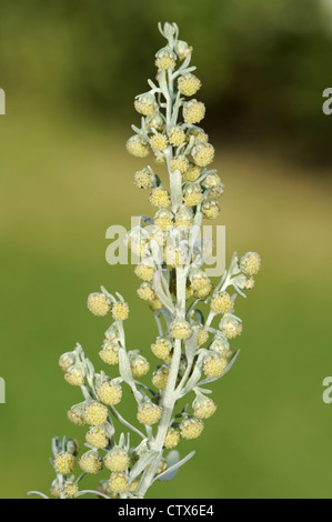 Wermut Artemisia Absinthium (Asteraceae) Stockfoto