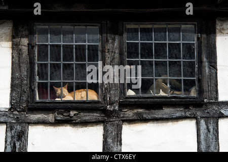 Katze schläft im Fenster eines Gebäudes Englisch Timber umrahmt. Pembridge. Herefordshire. England Stockfoto