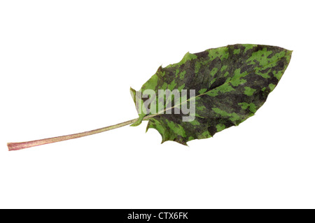 SPOTTED HABICHTSKRAUT Habichtskräuter Maculatum (Asteraceae) Stockfoto