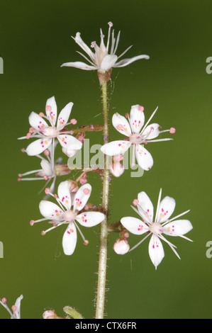 ST PATRICKS-Kohl Saxifraga Spathularis (Saxifragaceae) Stockfoto