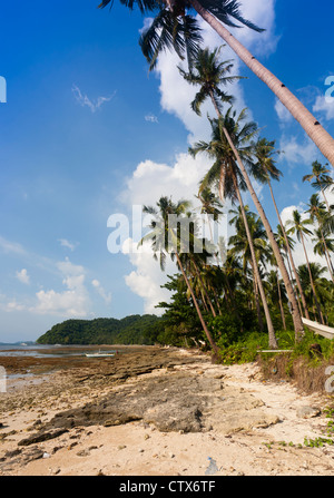 Tropische Landschaft von hohen Kokospalmen Stockfoto