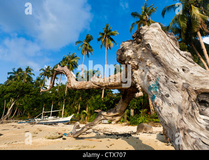 Toter Baum am Strand Stockfoto