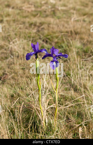 Iris Latifolia (englische Iris), in der Nähe der Pic du Midi d' Ossau, in den Pyrenäen-Nationalpark (westlichen Pyrenäen - Frankreich). Stockfoto