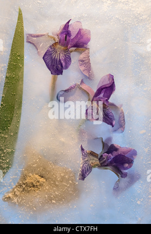 Gefrorene schöne Iris Blume. Blossomsin Ice cube Stockfoto