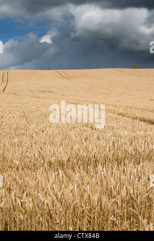 Weizenfeld gegen einen stürmischen Himmel in der englischen Landschaft Stockfoto