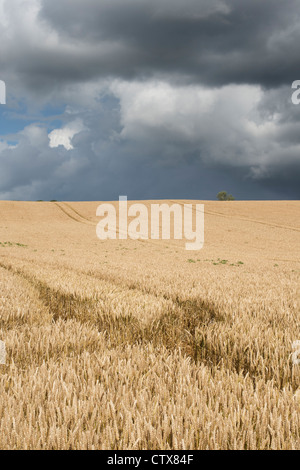 Weizenfeld gegen einen stürmischen Himmel in der englischen Landschaft Stockfoto