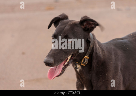 Ein Hund hecheln nach einem Lauf am Strand. Stockfoto