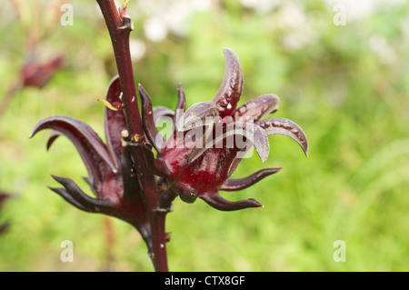 Schuss von Blume Roselle Blütenkelche hautnah. Es ist als traditionelles Arzneimittel verwendet oder zu Saft in vielen Ländern gemacht. Stockfoto