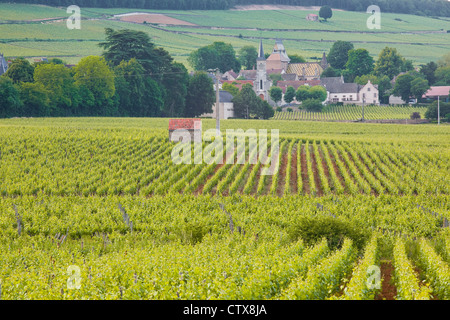 Blick durch die Weinberge in Richtung Aloxe-Corton in Burgund. Stockfoto