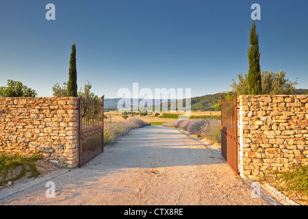 Ein Lavendel gesäumten Auffahrt in der Provence. Stockfoto