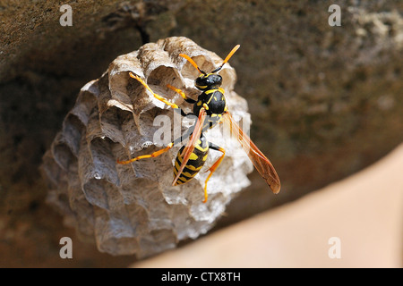 Papier-Wespennest Stockfoto