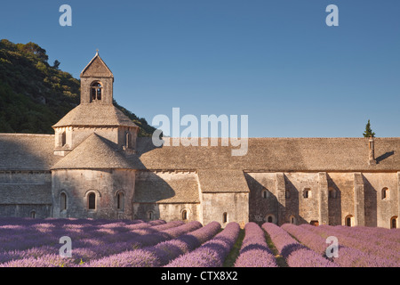 Lavendel vor der Abbaye de Senanque in der Provence Stockfoto