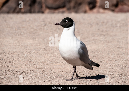 Anden Möwe (Larus Serranus) Erwachsene Gefieder mit schwarzer Kapuze, die zu Fuß in der Nähe von Laguna Miscanti Antofagasta Region Chile Novemb Zucht Stockfoto