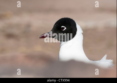 Anden Möwe (Larus Serranus) Nahaufnahme des Kopfes Erwachsenen Zucht Gefieder mit schwarzer Kapuze Laguna Miscanti Chile Stockfoto