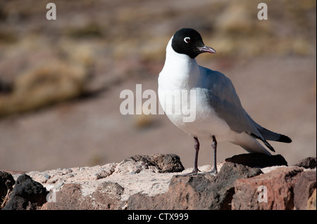 Anden Möwe (Chroicocephalus Serranus) Erwachsenen Zucht Gefieder mit schwarzen Haube Ufer von Laguna Miscanti Chile Südamerika Stockfoto