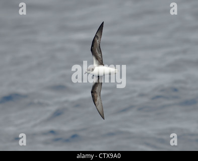 FEAS Desertas Pertrel Licht über Meer rund um Madeira Küste Stockfoto