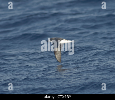 FEAS Desertas Pertrel Licht über Meer rund um Madeira Küste Stockfoto