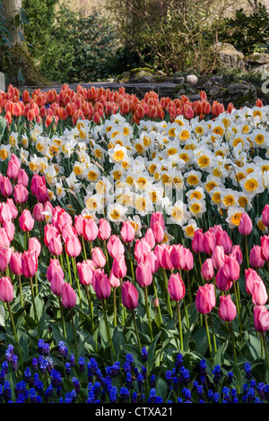 Frühlingsgartenlandschaft mit Tulpen, Muskari und Narzissen in den Gartenanlagen Keukenhof, Südholland, Niederlande. Stockfoto