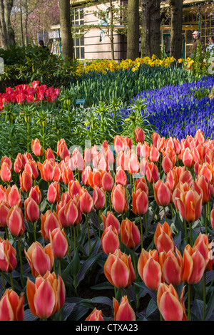 Frühlingsgartenlandschaft mit Tulpen, Muskari und Narzissen in den Keukenhof-Gärten in den Niederlanden. Stockfoto