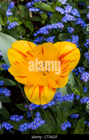 Frühlingsgartenlandschaft mit gelber Tulpe und blauäugigen Grasblumen in Keukenhof Gardens, Südholland, Niederlande. Stockfoto