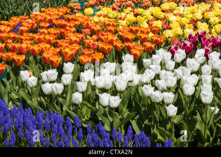 Frühlingsgartenlandschaft mit Tulpen und Muscari in den Keukenhof-Gärten, Südholland, Niederlande. Stockfoto