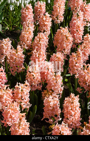 Hyazinthe 'ZIGEUNERKÖNIGIN' in Keukenhof Gardens, Südholland, Niederlande. Stockfoto
