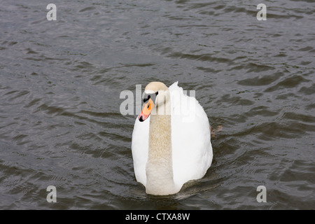 Mute Swan, Cygnus olor, im Dorf Marken in Nordholland, Niederlande. Stockfoto