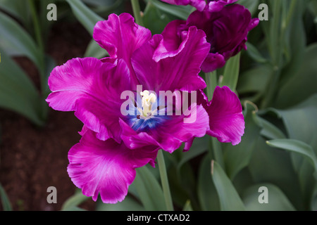 Papagei Tulip, Tulipa 'BLAUER PAPAGEI', in Keukenhof Gardens in den Niederlanden. Stockfoto