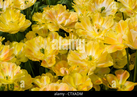 Doppelte späten Tulpen, Tulipa "Charmante Schönheit", im Keukenhof Gärten in Süd-Holland in den Niederlanden. Stockfoto