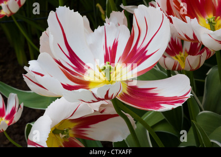 Triumph Tulpen, Tulipa triumph 'HAPPY GENERATION", an der Gartenanlage Keukenhof in Südholland, Niederlande. Stockfoto