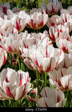 Triumph Tulpen, Tulipa triumph 'HAPPY GENERATION", an der Gartenanlage Keukenhof in Südholland, Niederlande. Stockfoto