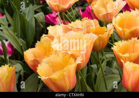 Gefranste Tulpe, Tulipa gefranste 'LAMBADA' in Keukenhof Gardens, Südholland, Niederlande. Stockfoto