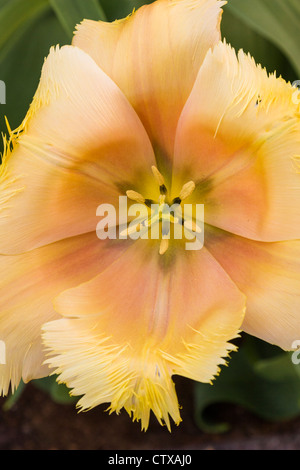 Gefranste Tulpe, Tulipa gefranste 'LAMBADA' in Keukenhof Gardens, Südholland, Niederlande. Stockfoto