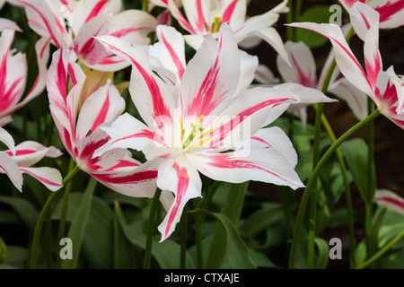 Lily-blühende Tulpe, Tulipa 'MARILYN' in Keukenhof Gardens, Südholland, Niederlande. Stockfoto