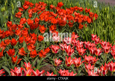 Tulip, Tulipa greigii 'PLAISIR' in Keukenhof Gardens, Südholland, Niederlande. Stockfoto