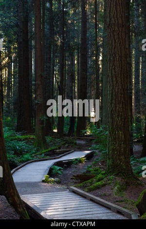 Ein Wanderweg in einem gemäßigten Regenwald, Vancouver, Britsih-Kolumbien, Kanada Stockfoto