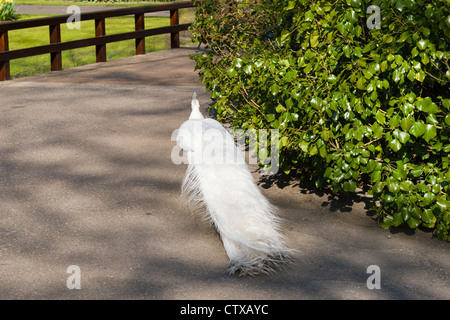 White Peacock, eine Variante des 'Indian Blue Peafowl', in den Keukenhof Gardens in den Niederlanden. Stockfoto