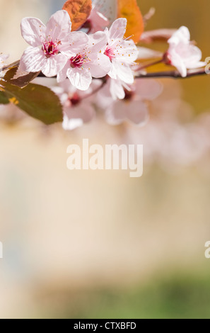 Schöne zarte Vorfrühlingsblüher sonnen sich in frischen Sonnenlicht. Stockfoto