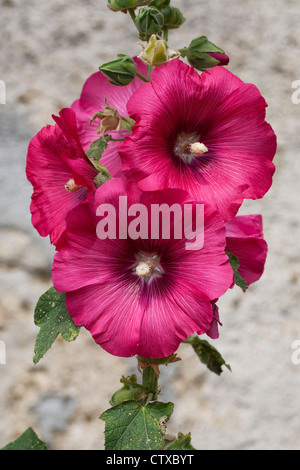 Alcea Rosea. Dunkel rosa Stockrose gegen eine Steinmauer. Stockfoto