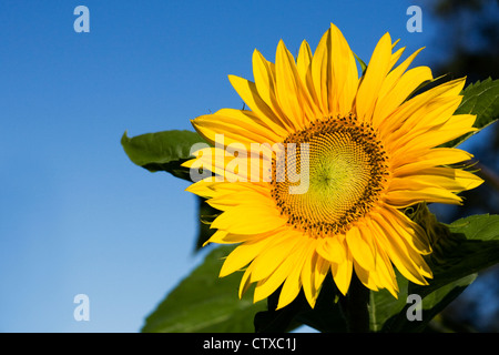 Helianthus Annuus. Eine einzelne Sonnenblume vor blauem Himmel. Stockfoto