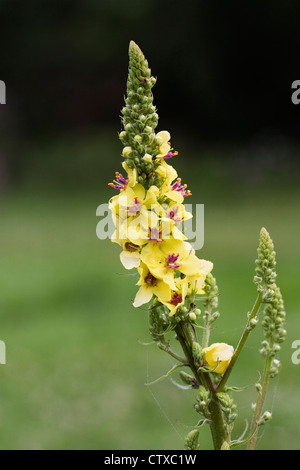 Verbascum Blattaria. Motte Königskerze wächst in Wildblumenwiese. Stockfoto