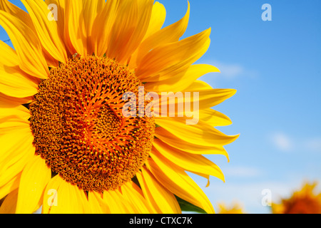 Sonnenblume Kopf der Nähe gegen blauen Himmel Stockfoto