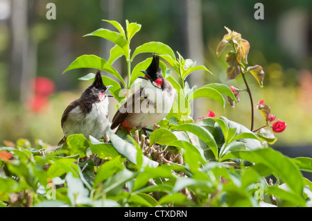 Rot-Schnurrbärtiger Bulbul (Pycnonotus Jocosus) Stockfoto