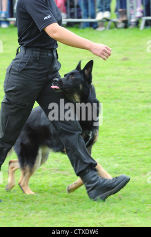 Polizei Hund an der Ferse der weiblichen Handler. Pollok Park family Tag in Glasgow, Schottland, Großbritannien Stockfoto