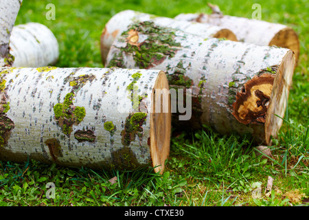 Gesägte Birke Protokolle auf Rasen Stockfoto