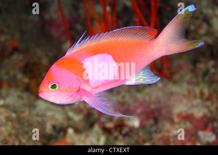 Männliche Squarespot oder Quadrat zurück Anthias, auch bekannt als Square-Spot Fee Basslet, Pseudanthias Pleurotaenia. Stockfoto