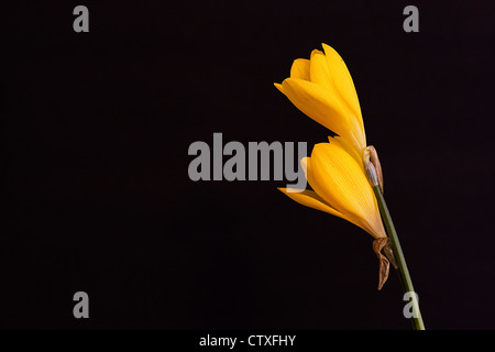 Gelbe Krokusse Blume in Vase auf schwarzem Hintergrund isoliert Stockfoto