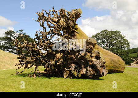 Ghost Forest Bäume an der national Botanical Gardens of Wales Llanarthney Wales Cymru UK GB Stockfoto