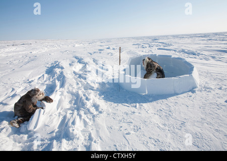 Aufbau einer Iglo am Nordpol Stockfoto