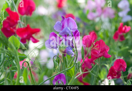 Bunte Sweet pea Blumen in einem englischen Garten Stockfoto